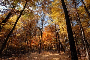 Fall color hits the trail at Raven Rock State Park.